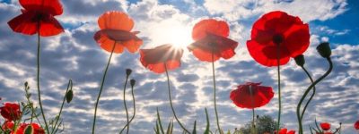 poppies-4291706-e52cbfbd